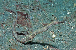 Image of Trachyrhamphus