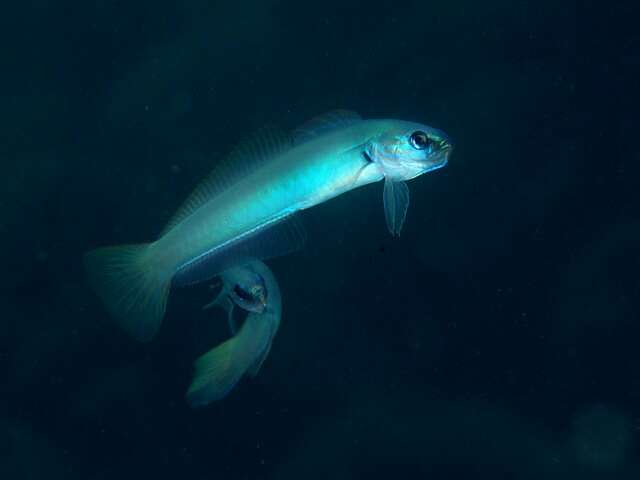 Image of Blue gudgeon