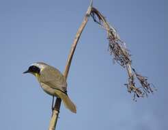 Geothlypis trichas (Linnaeus 1766) resmi