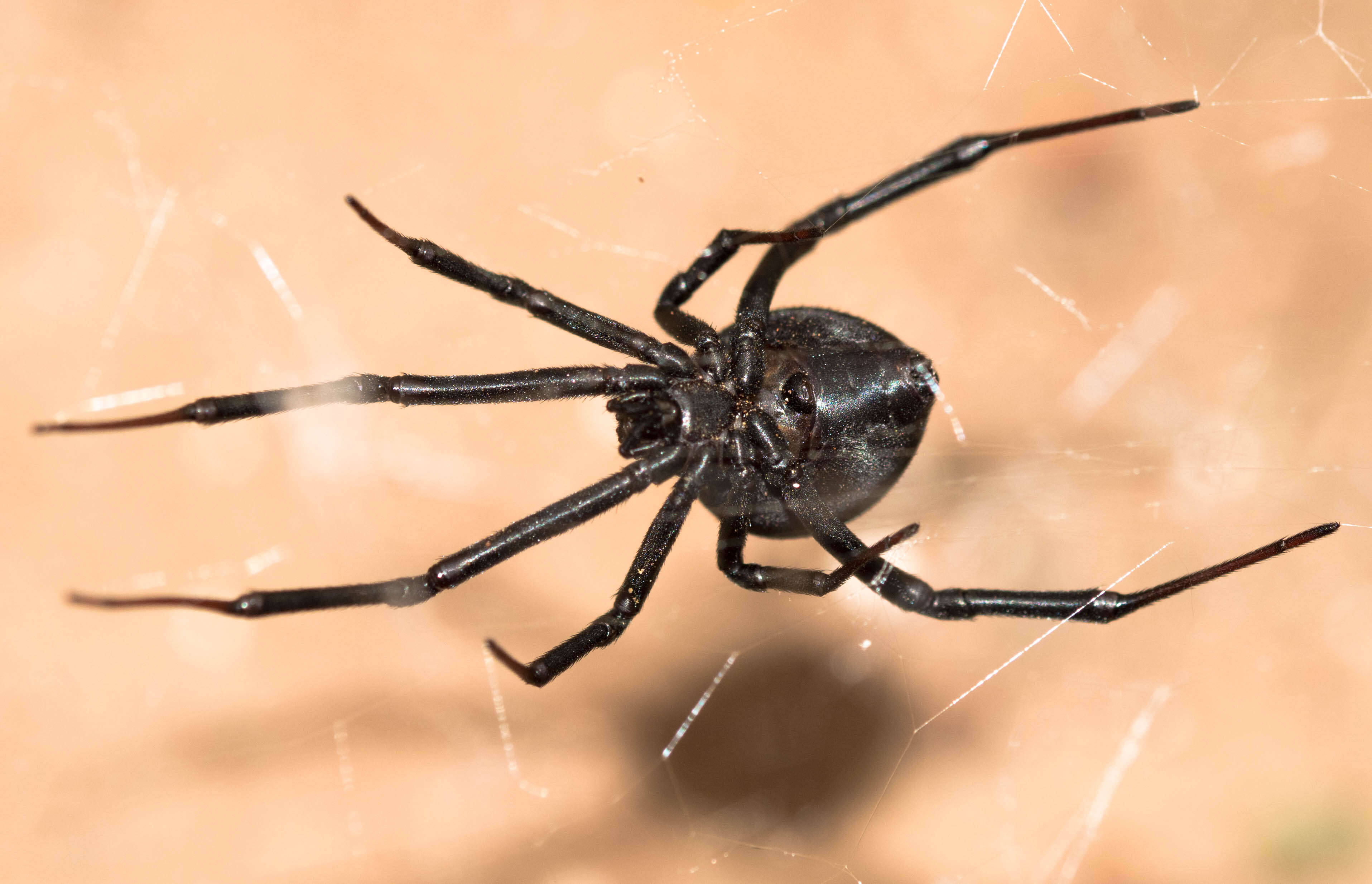 Latrodectus renivulvatus Dahl 1902的圖片