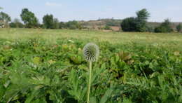 Image of tall globethistle