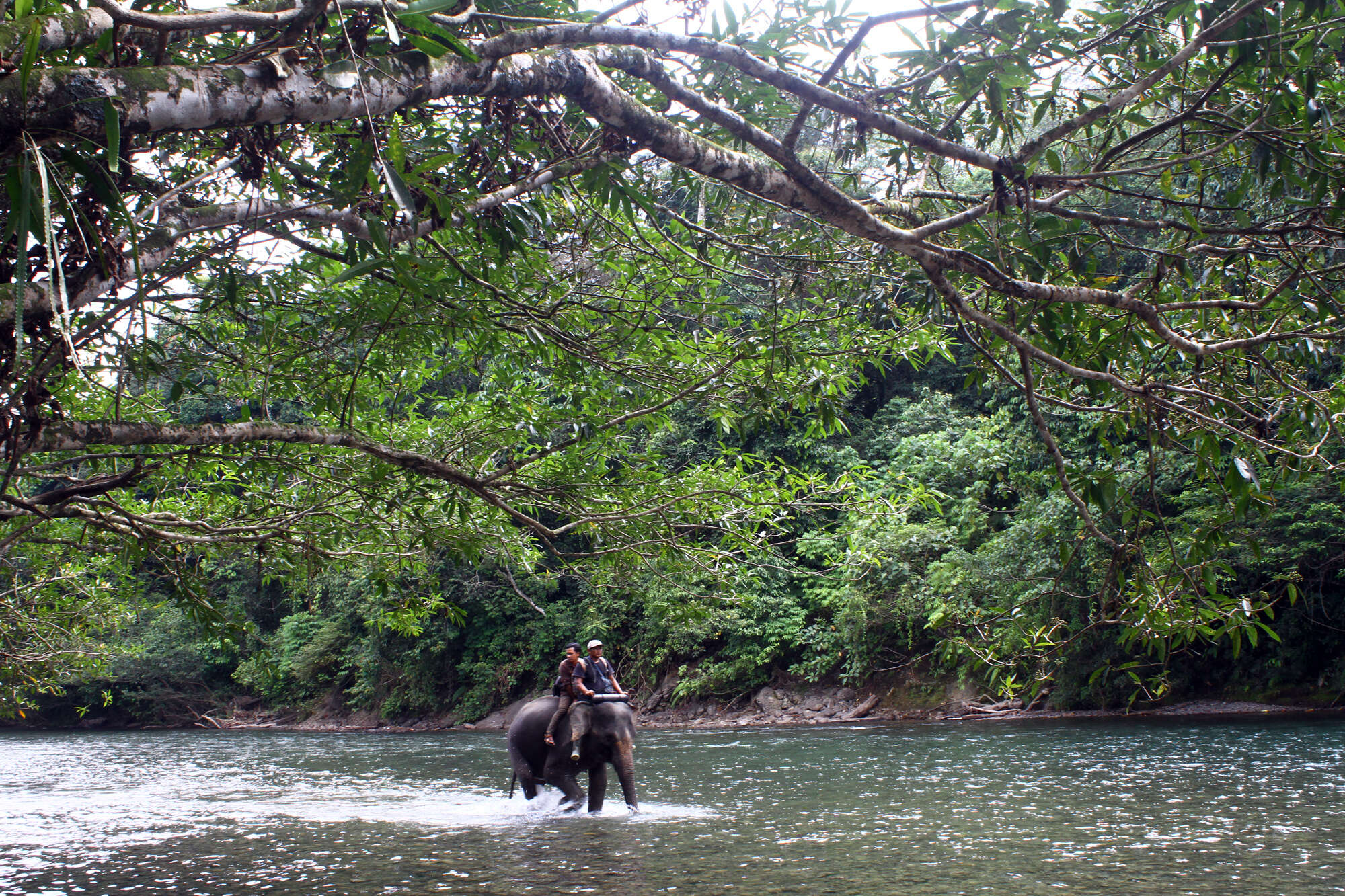 Image of Sumatran Elephant