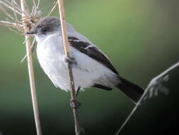 Image of Torrent Tyrannulet