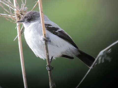 Image of Torrent Tyrannulet