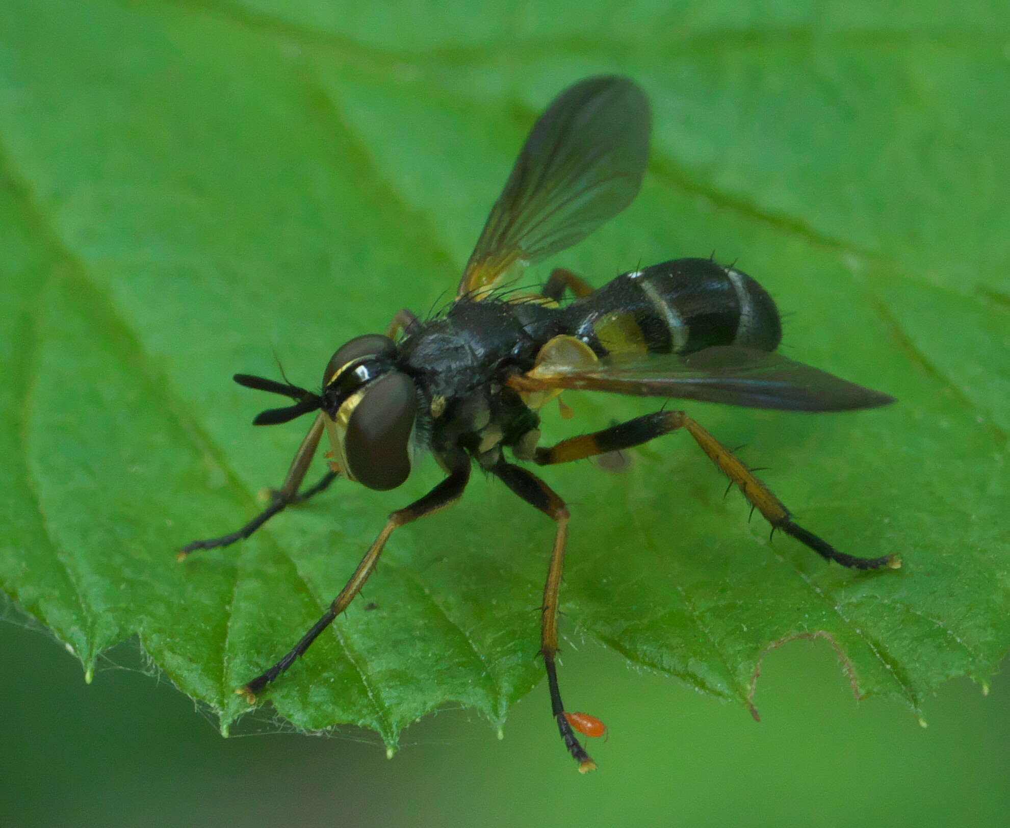 صورة Hemyda aurata Robineau-Desvoidy 1830