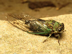 Image of Linne's Annual Cicada