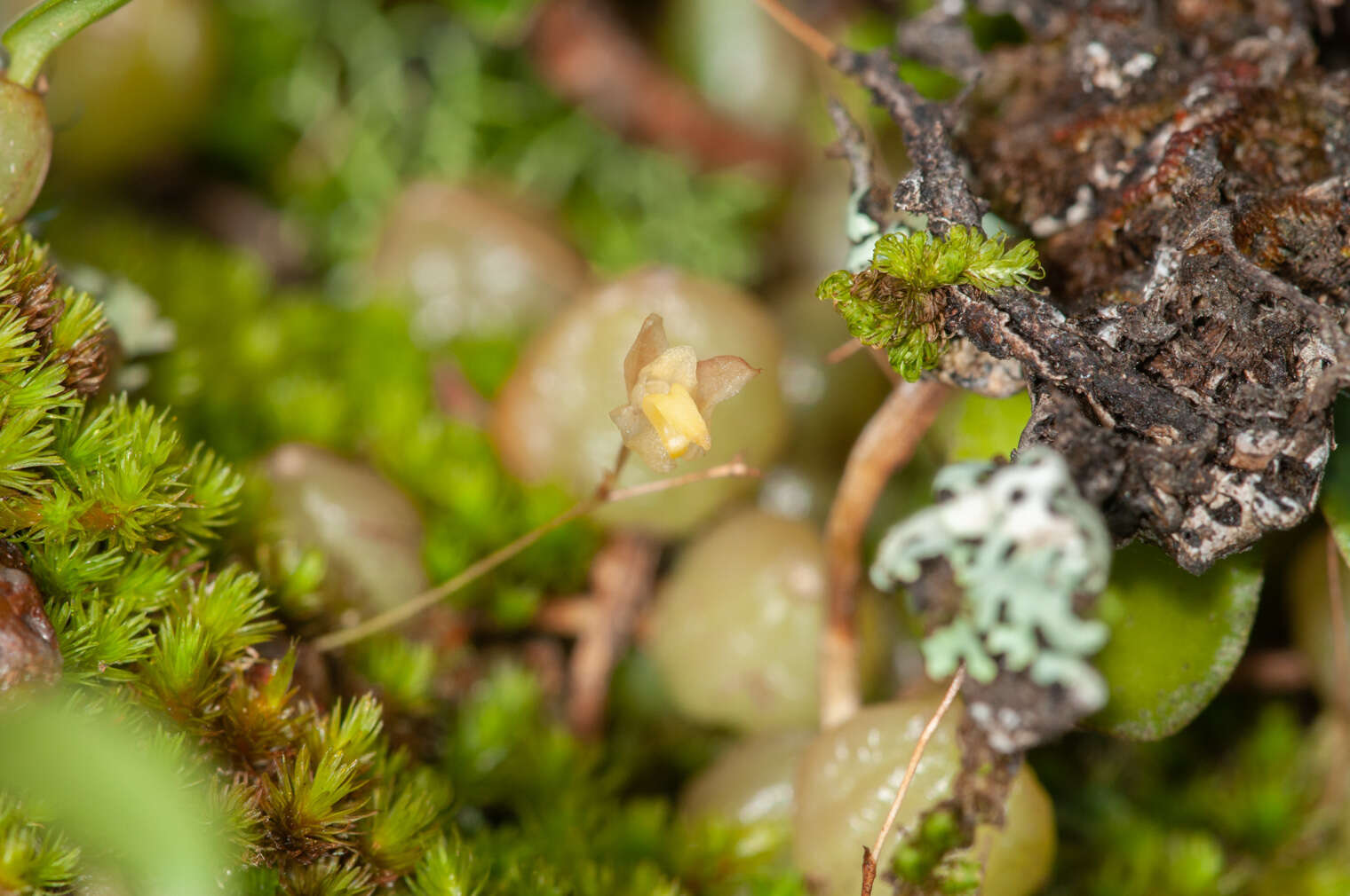 Image of Tiny strand orchid