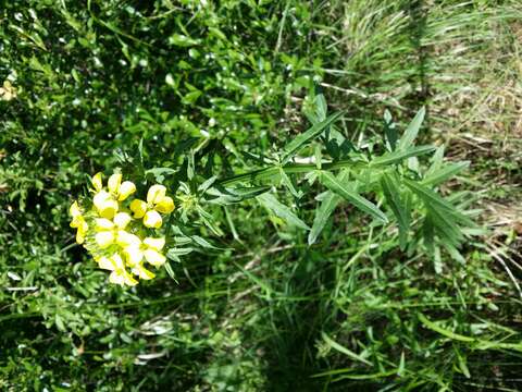 Image de Erysimum odoratum Ehrh.