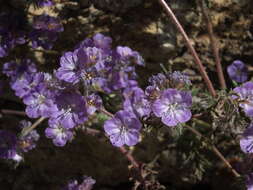 Image of Death Valley phacelia