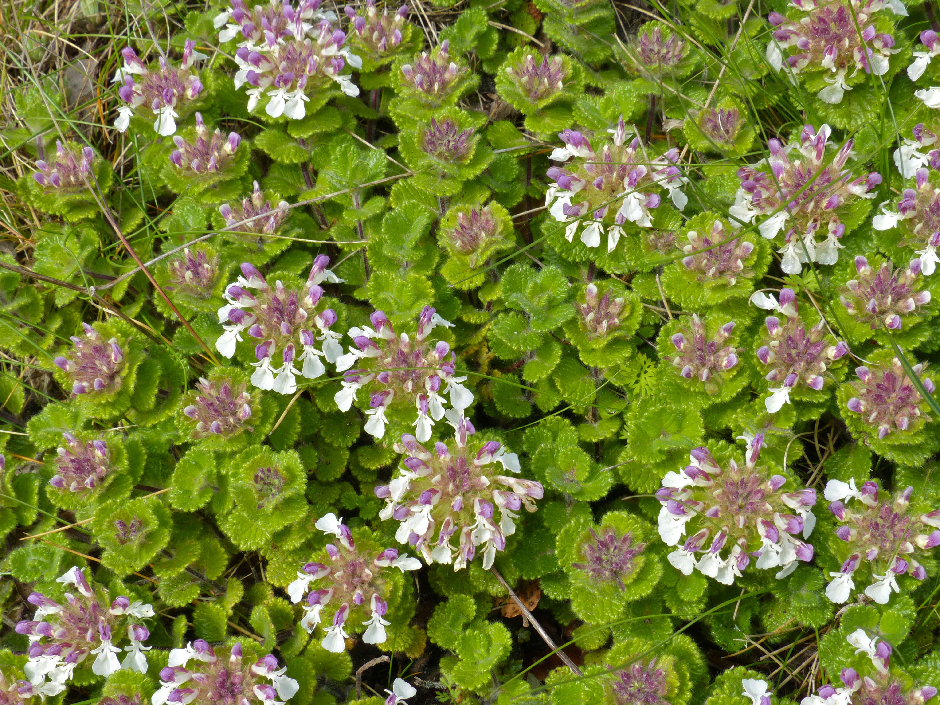 Слика од Teucrium pyrenaicum L.