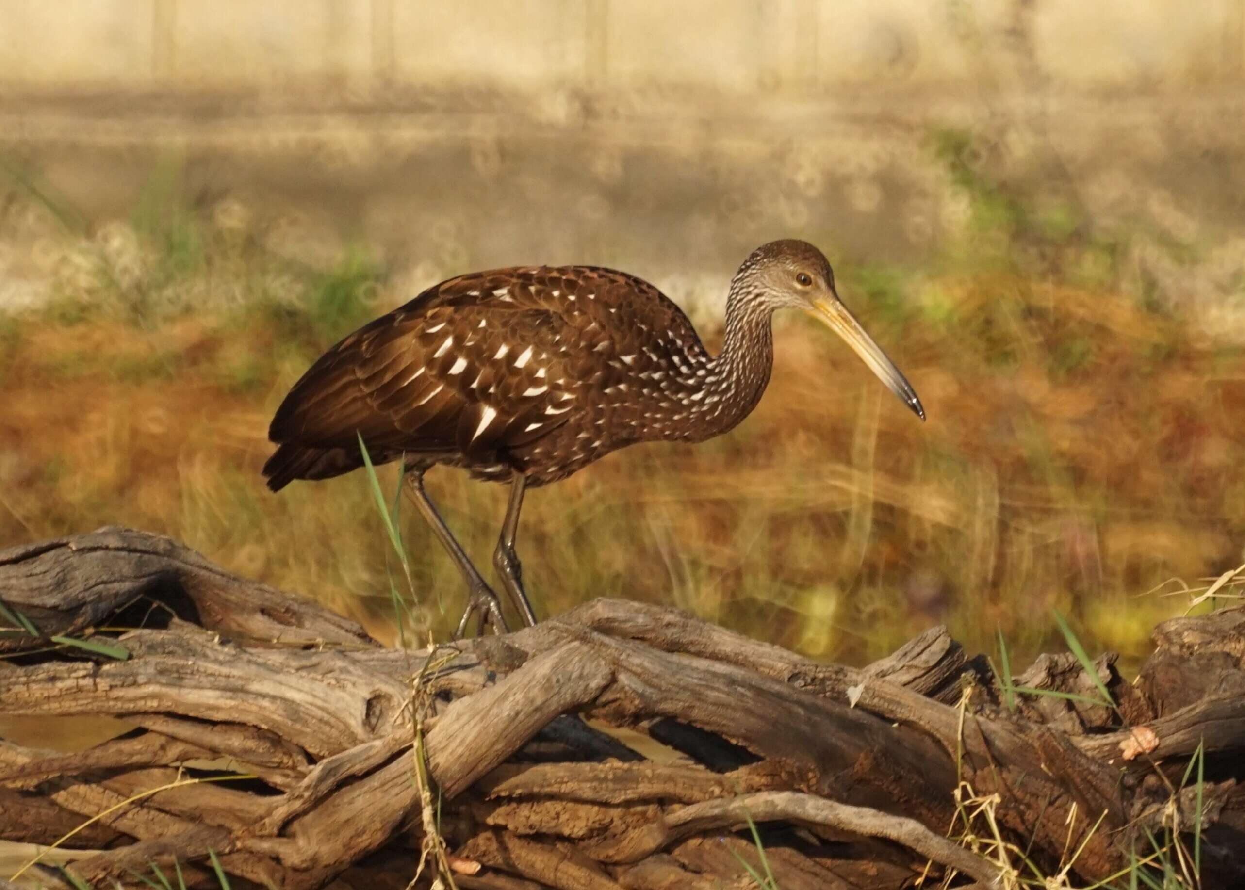 Image of limpkins