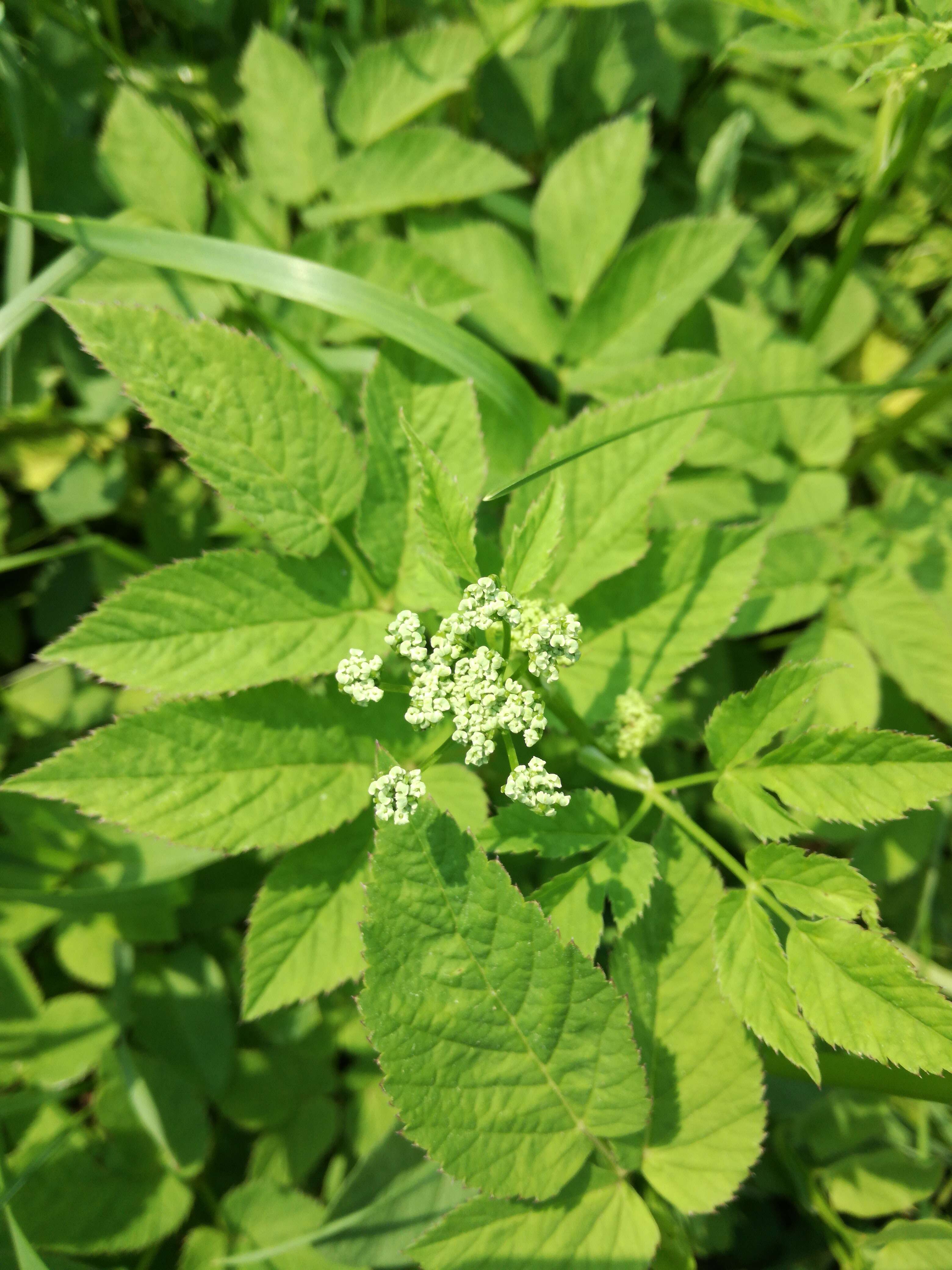 Image of bishop's goutweed