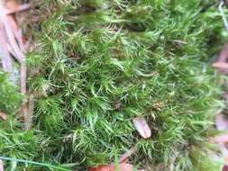 Image of Broom Moss