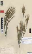 Image of Dracophyllum acerosum Berggr.