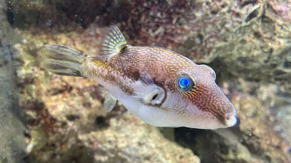 Image of Brown-lined Puffer