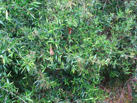 Image of olive tree