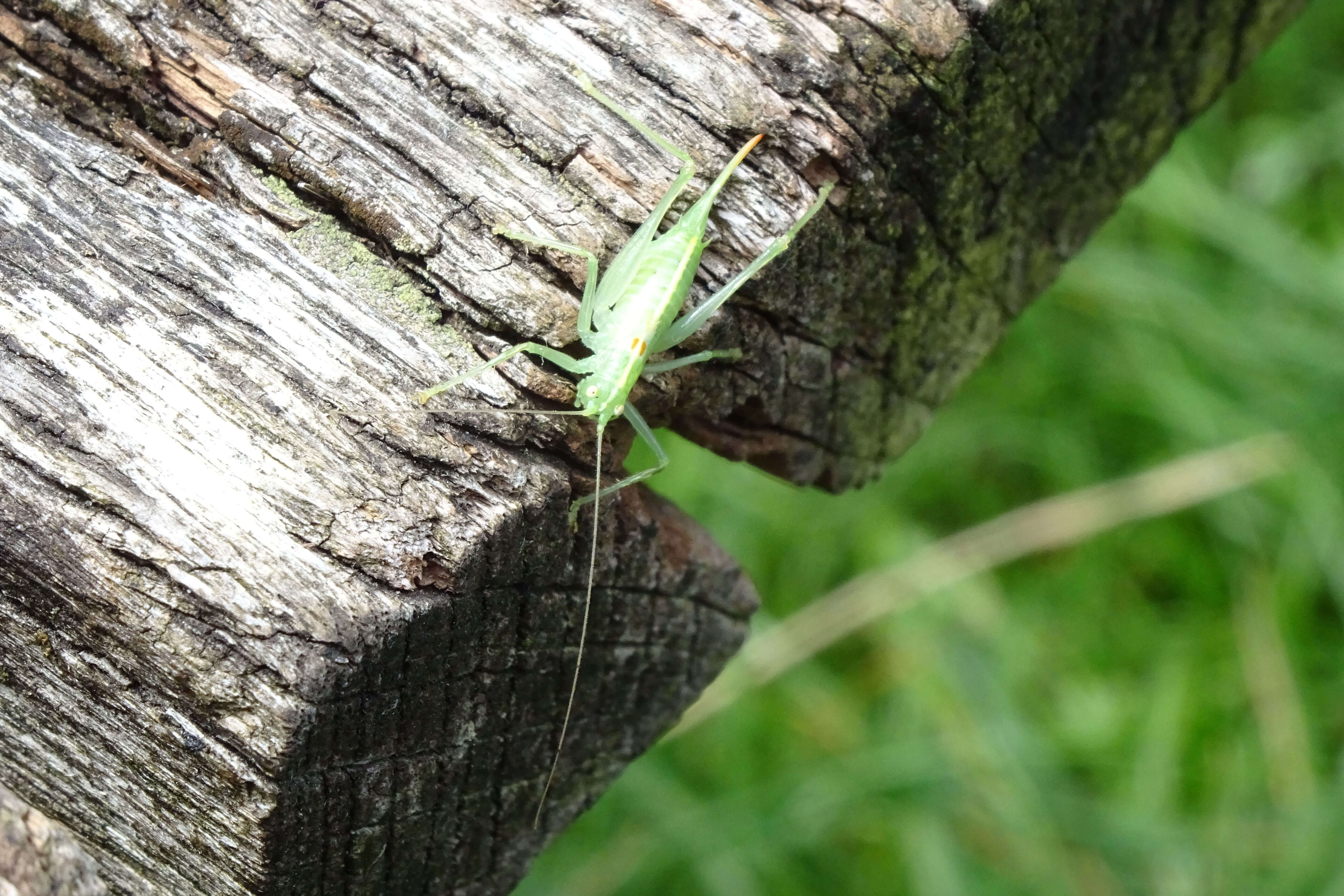 Image of southern oak bush-cricket