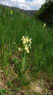 Image of Elder-flowered orchid