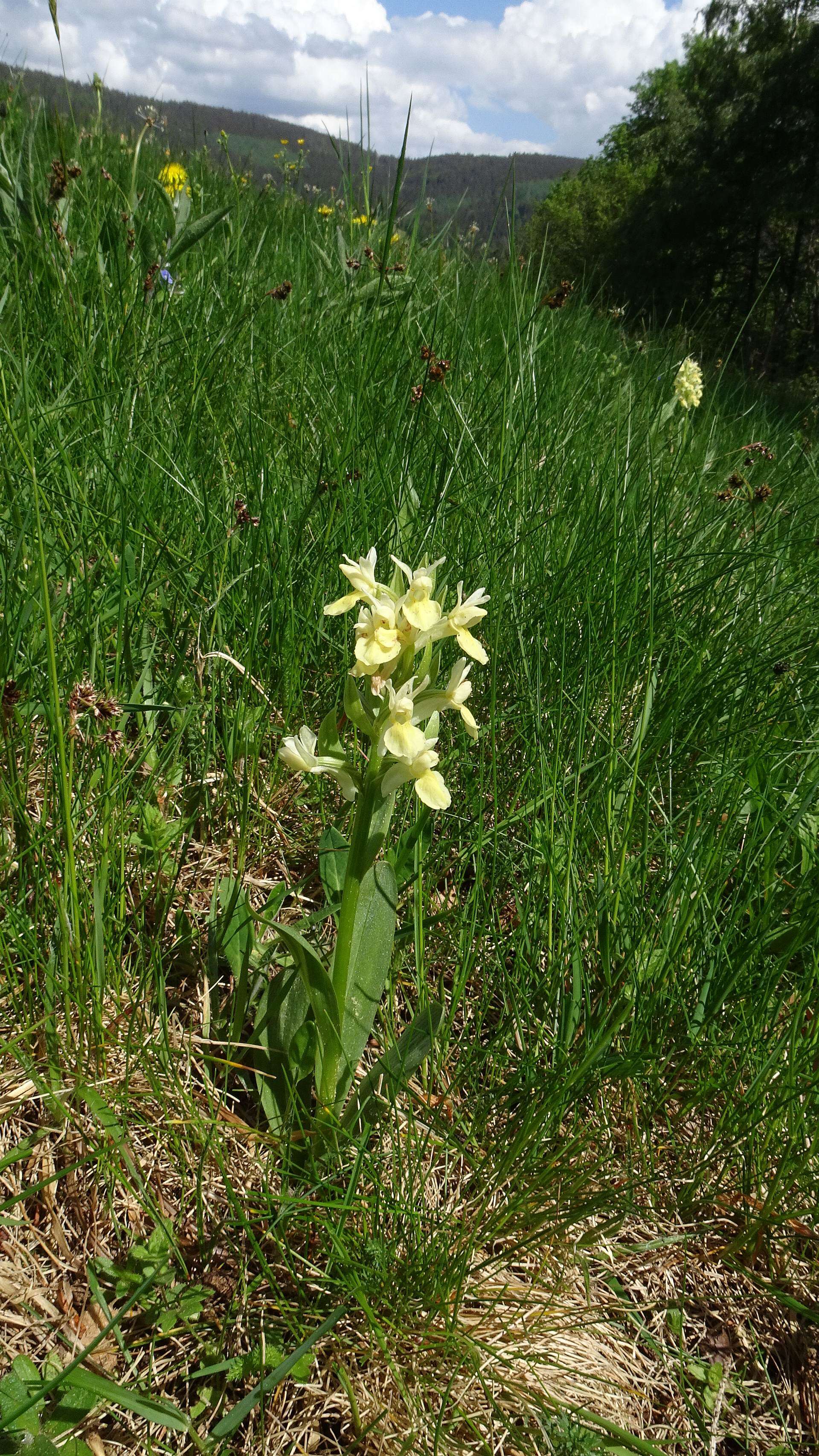 Image of Elder-flowered orchid