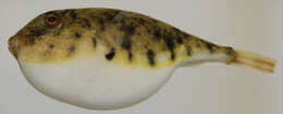 Image of Northern Puffer