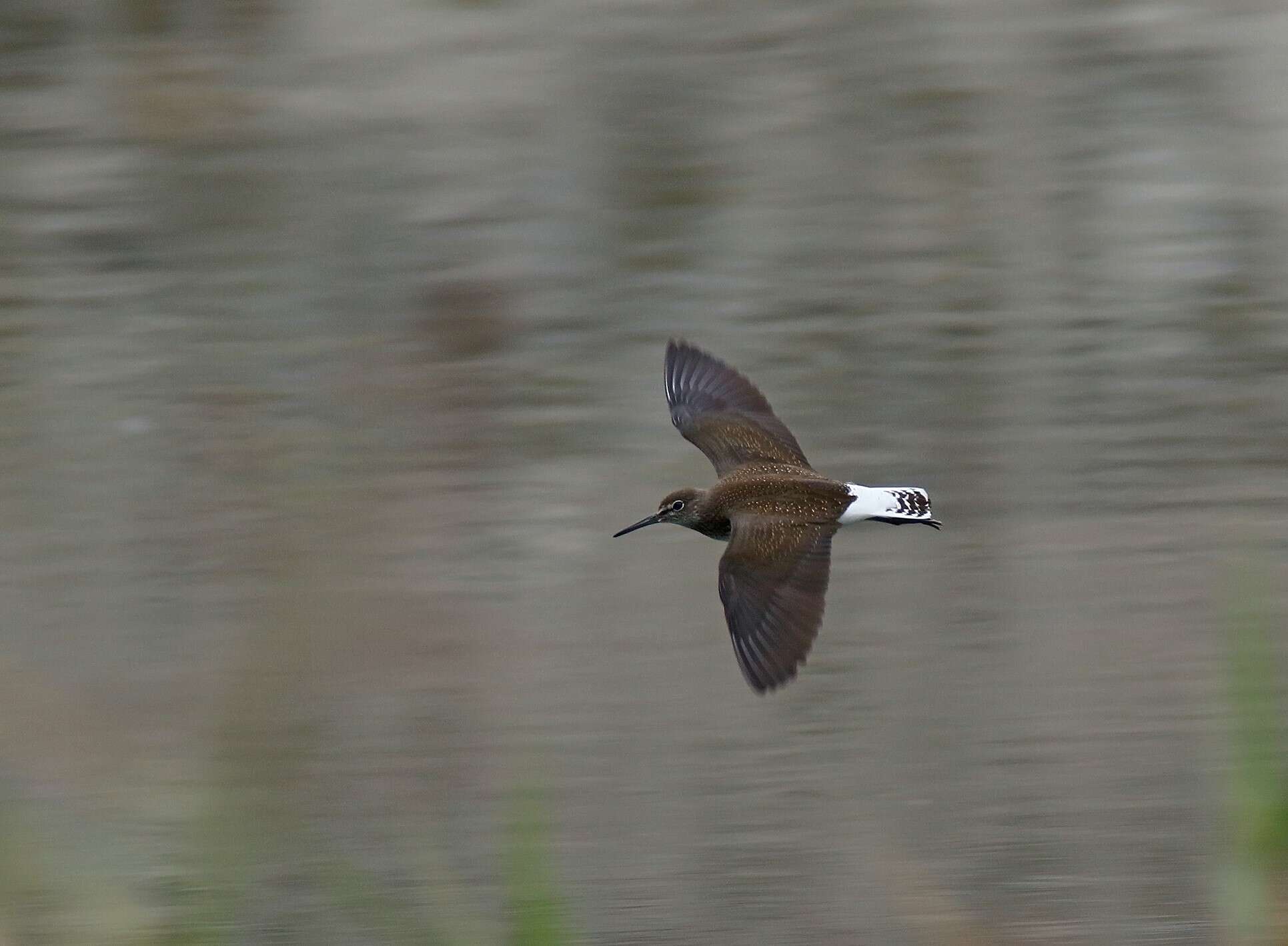 Image of Green Sandpiper