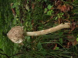 Image of Macrolepiota procera (Scop.) Singer 1948