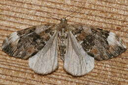 Image of Dark Marbled Carpet