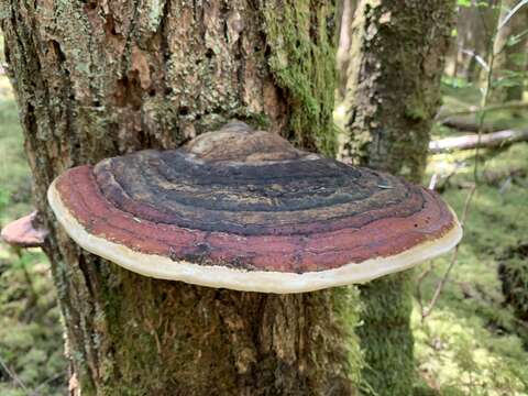 Image of Fomitopsis mounceae