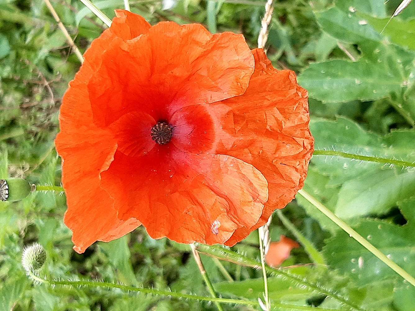 Image of corn poppy