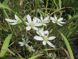 Image of Dove's dung