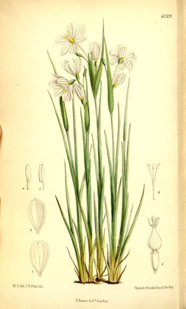 Image de Olsynium filifolium (Gaudich.) Goldblatt