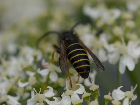 Image of Northern Aerial Yellowjacket