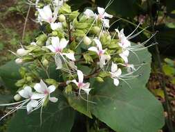 Image of Clerodendrum infortunatum L.