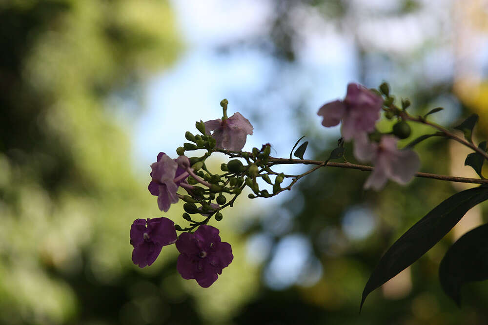 Image of largeflower brunfelsia