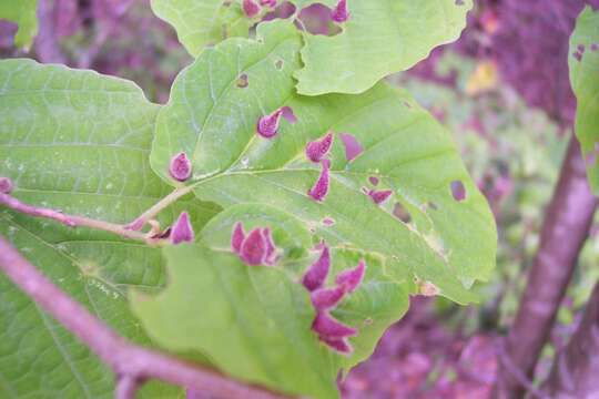 Image of Witch Hazel Cone Gall Aphid