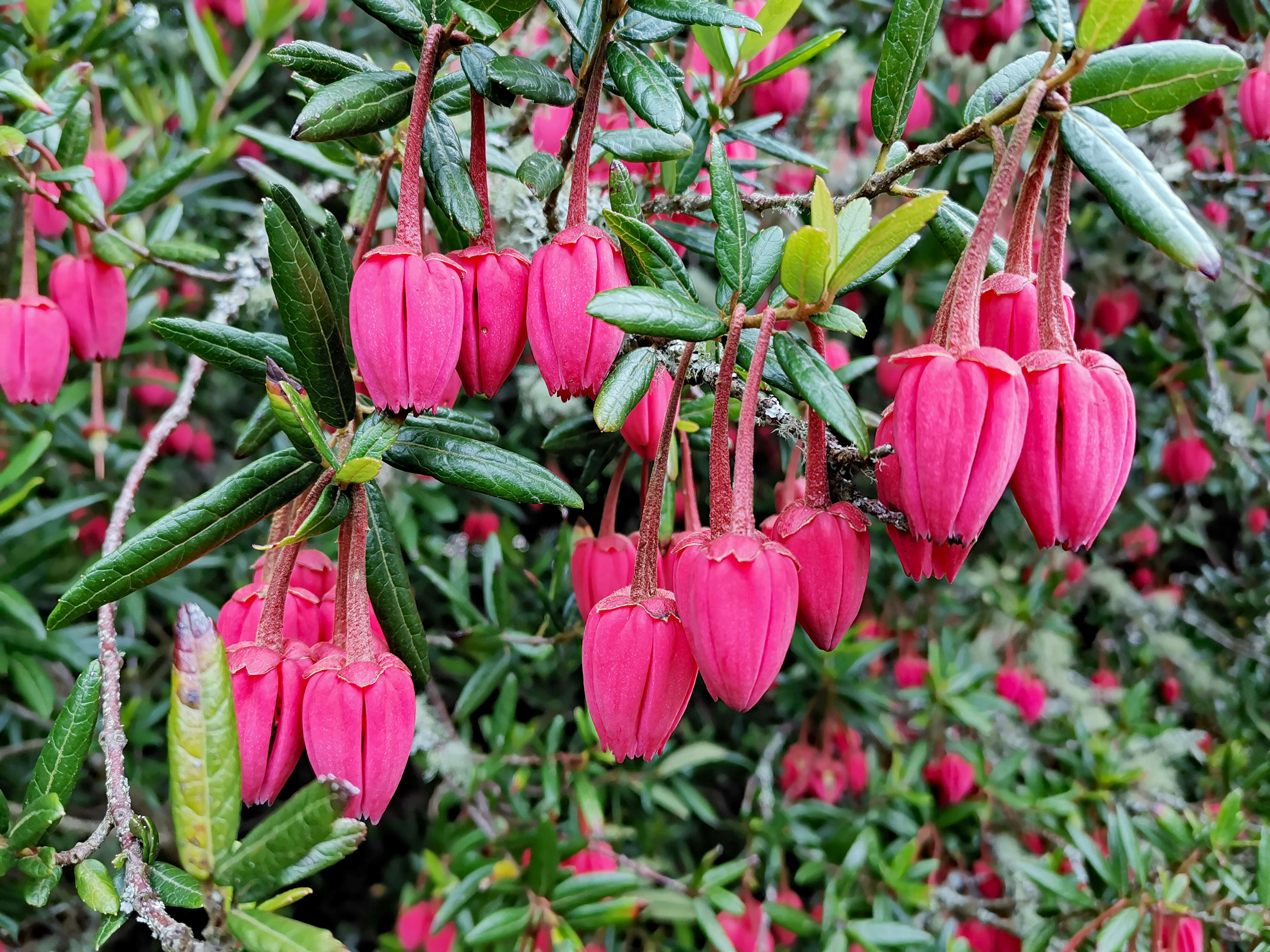 Image of Chilean Lantern Tree