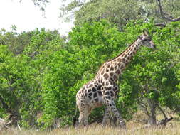 Image of Giraffe