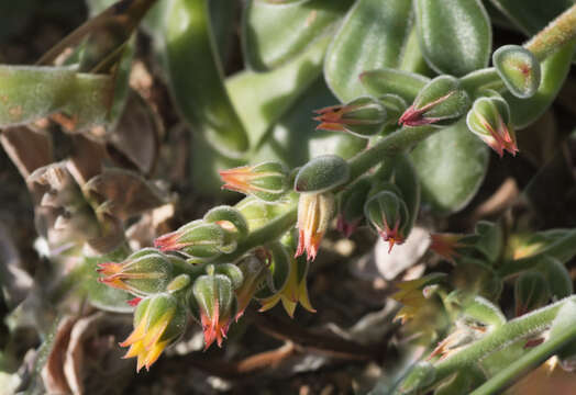 Image of Echeveria pulvinata Rose