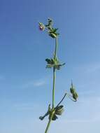 Imagem de Geranium molle L.