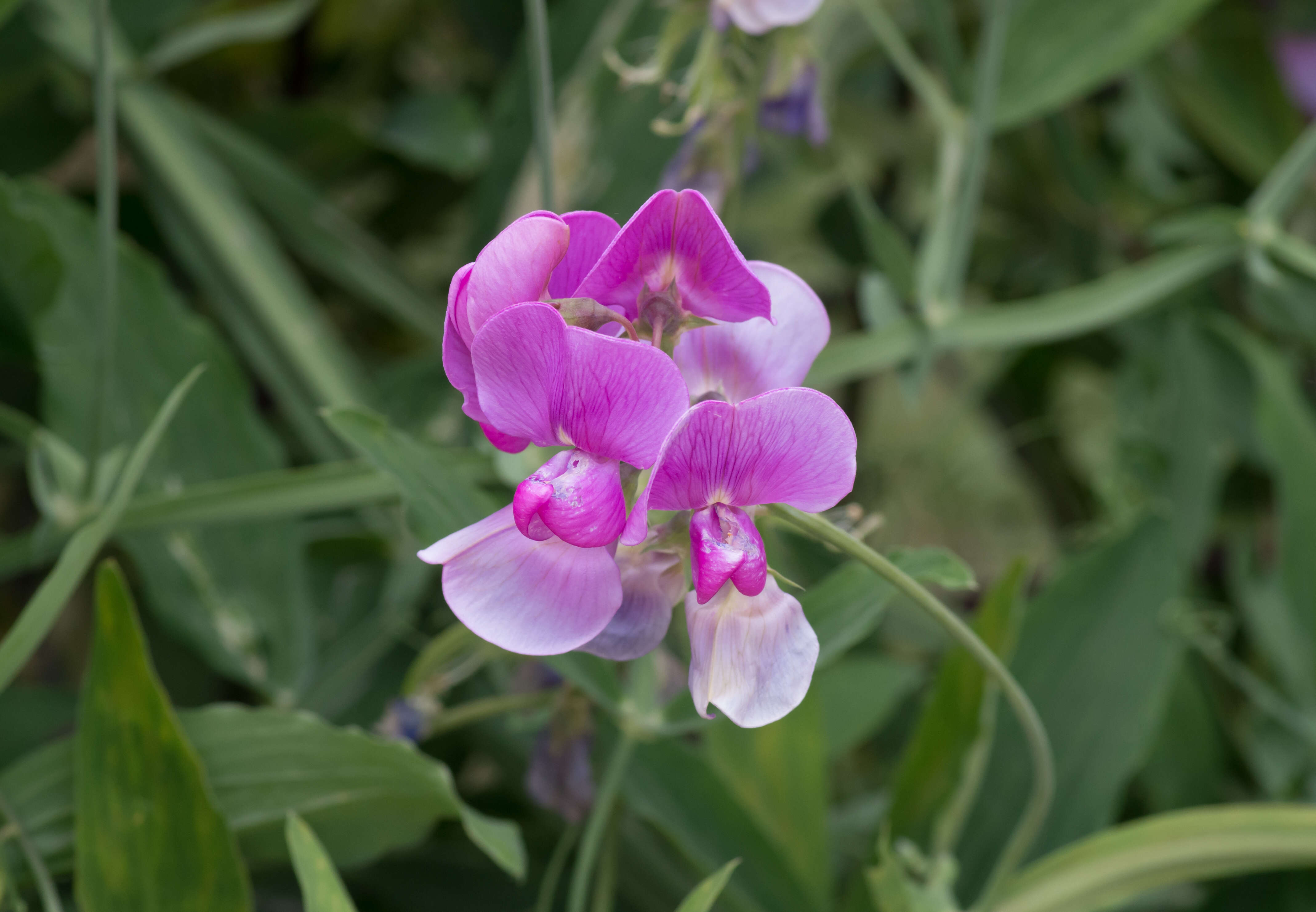 Image of Persian Everlasting Pea