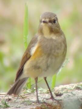 Image of Orange-flanked Bush-Robin