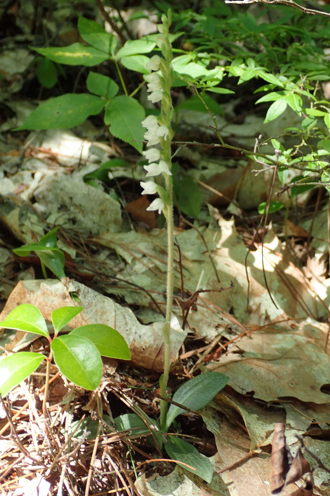 Image of Checkered rattlesnake plantain