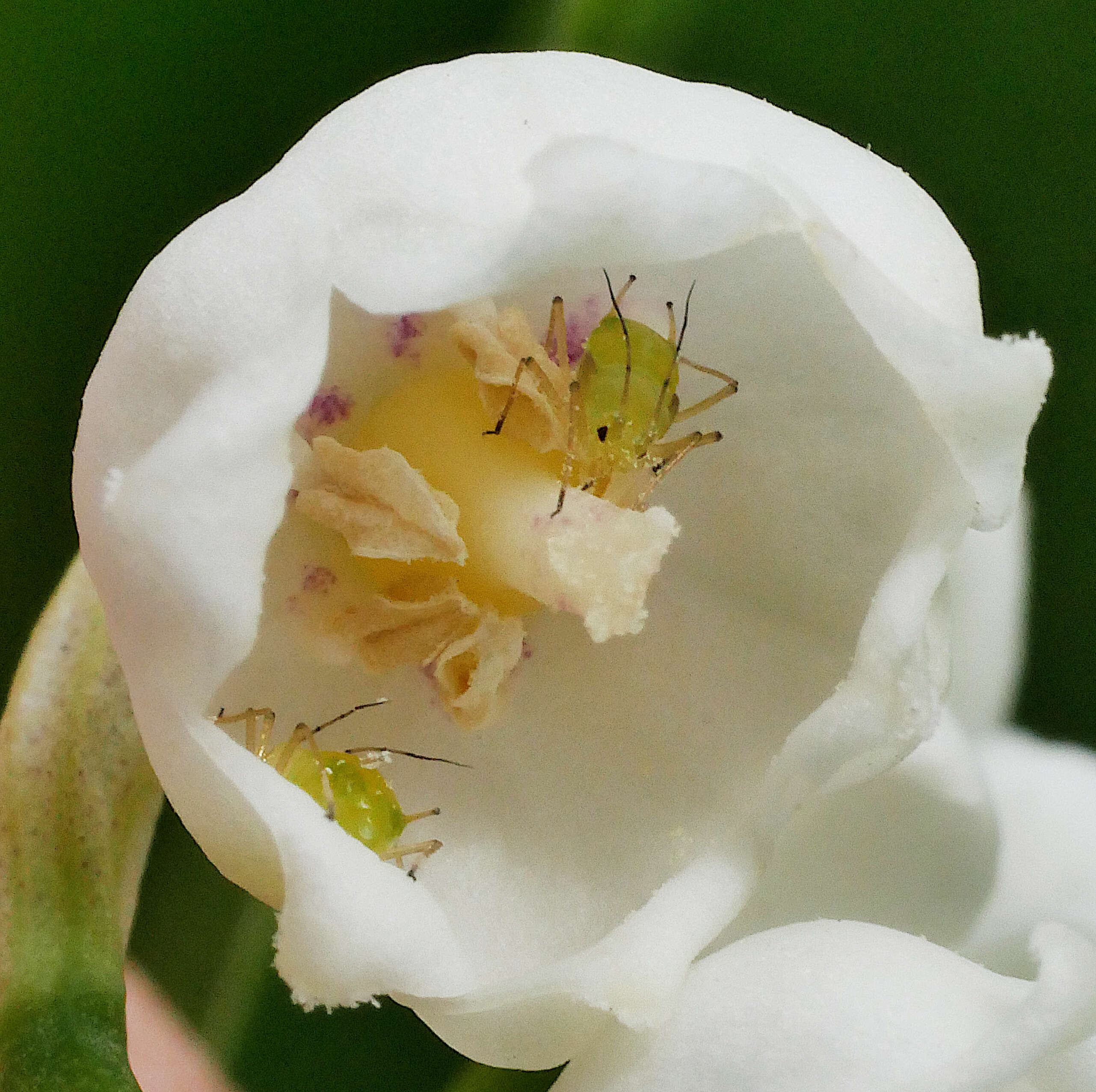 Image of Soybean aphid