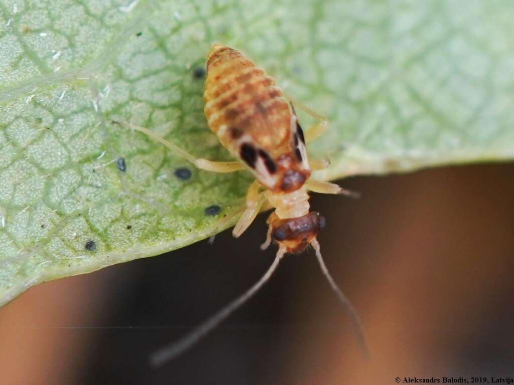 Graphopsocus resmi