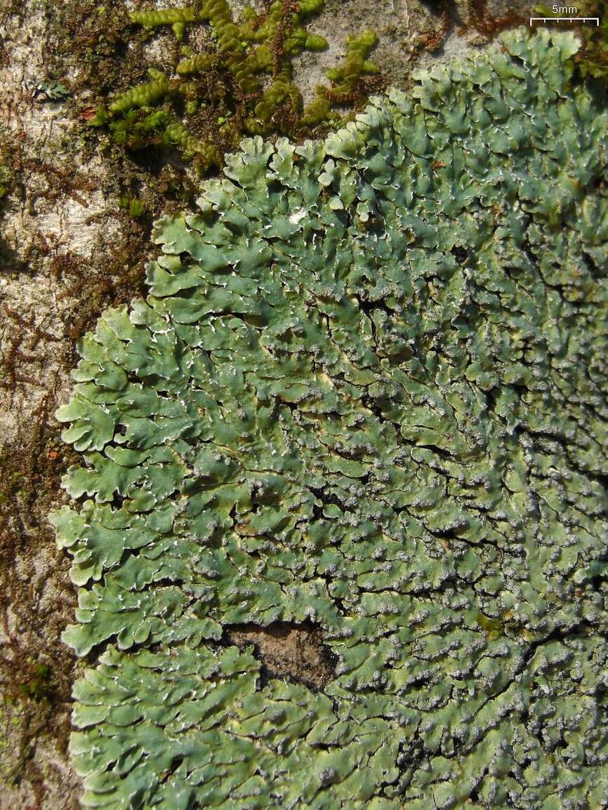 Image of Mustard lichen