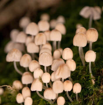 Image of Coprinellus disseminatus (Pers.) J. E. Lange 1938