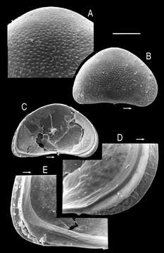 Image of Potamocypris arcuata