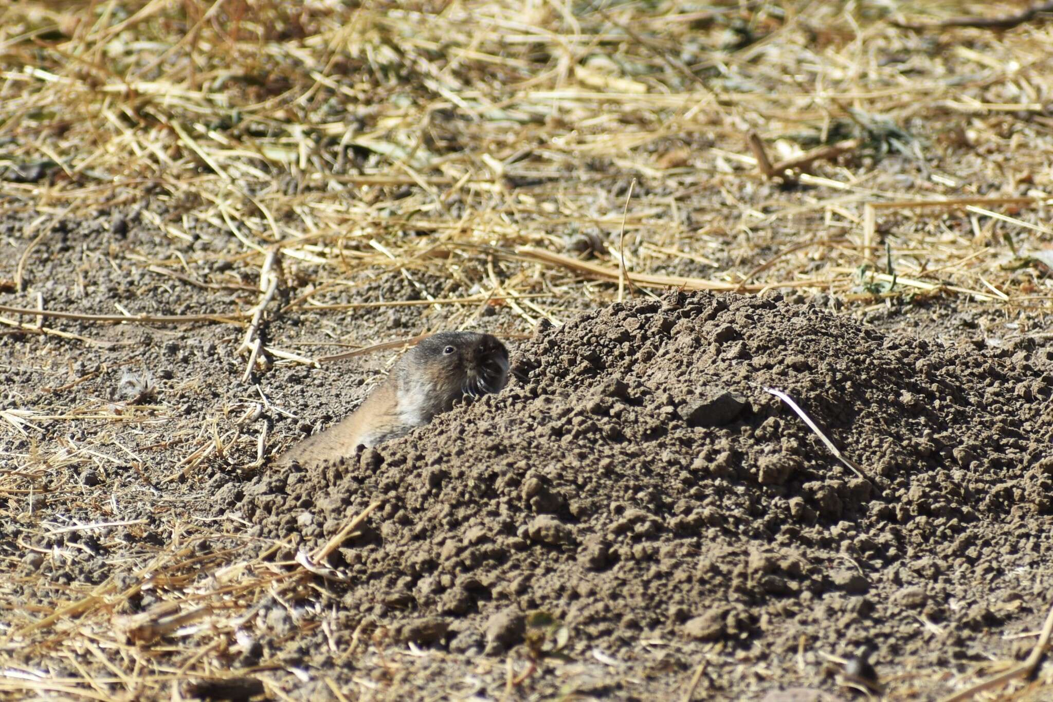 Image of Eastern Mole Vole