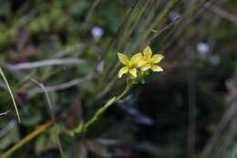 Слика од Saxifraga hirculus L.