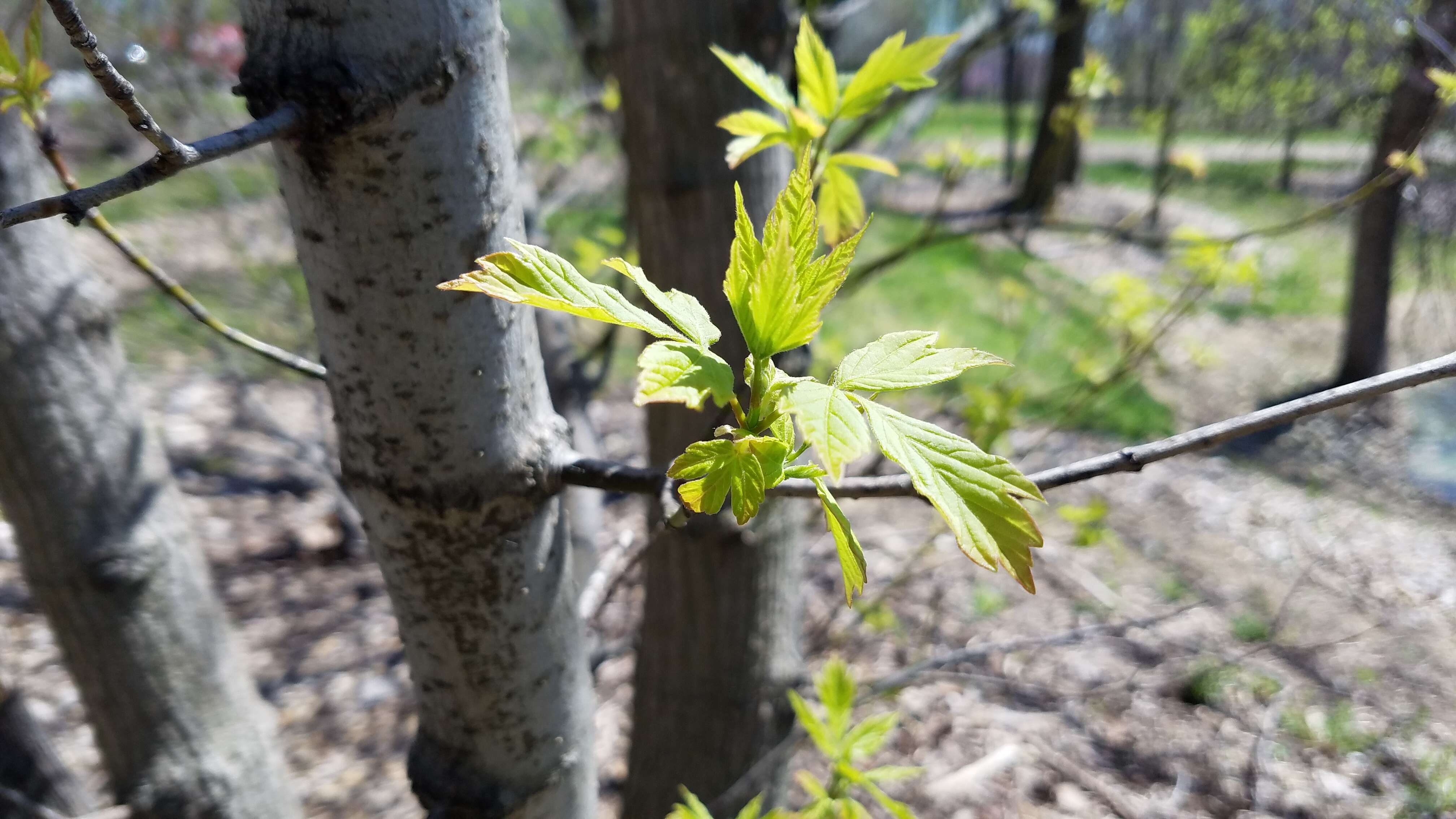 Image of Box Elder